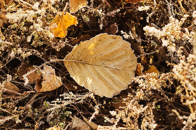 Gefrorenes Blatt