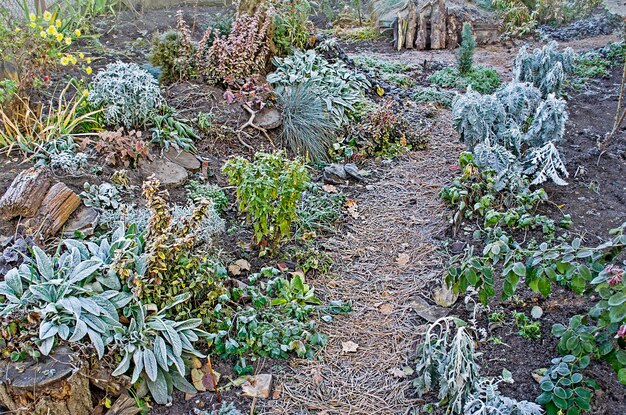 Gefrorenes Buschgrün und Blumen im Garten im Winter