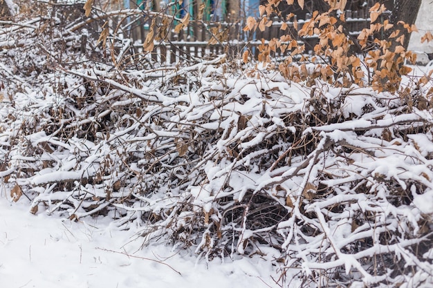 Gefrorenes Eis bedeckte Blätter und Zweige