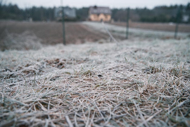 Gefrorenes Gras am Wintermorgen Hintergrundkonzept für kaltes Wetter