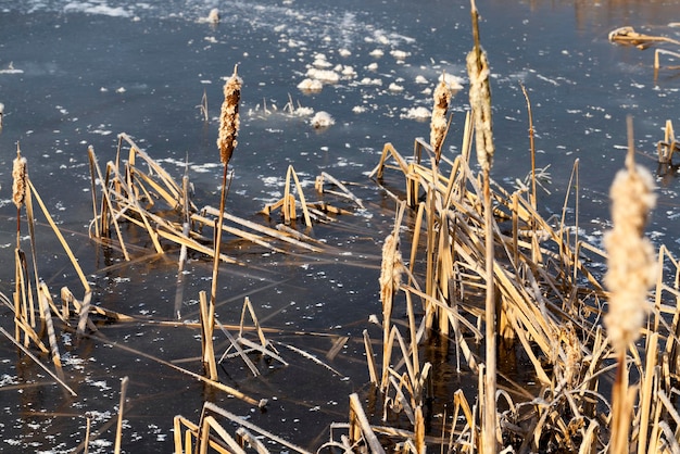 Gefrorenes Gras auf dem See im Winter