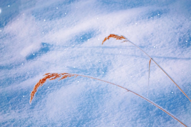 Gefrorenes Gras verschwommen Winter abstrakter Hintergrund Landschaft