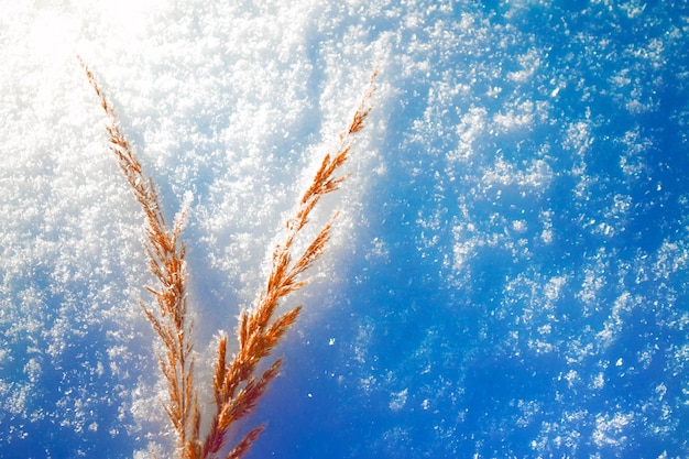 Gefrorenes Gras verschwommen Winter abstrakter Hintergrund Landschaft