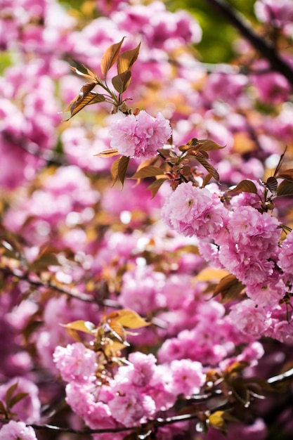 Gefüllte Kirschblüten in voller Blüte