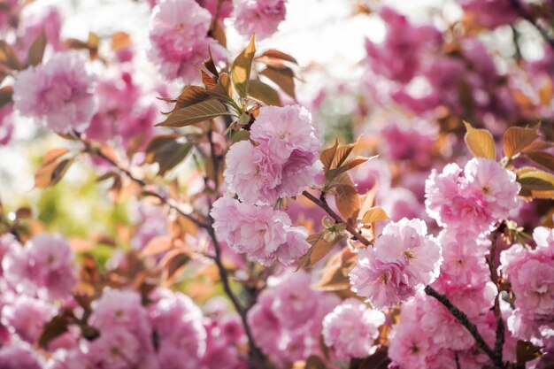 Gefüllte Kirschblüten in voller Blüte