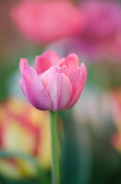 Gefüllte rosa Pfingstrose Doppelte Shirley im Garten Schöne gefüllte rosa Tulpe Gefüllte gefüllte Tulpe mit rosa Pfingstrose