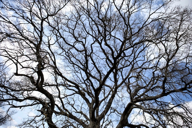 Gegenüber einer großen Eiche im Winter