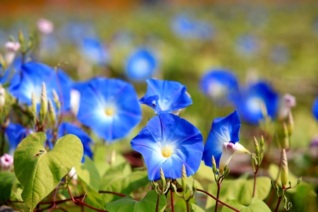 gehämmertes Blauholz im Garten