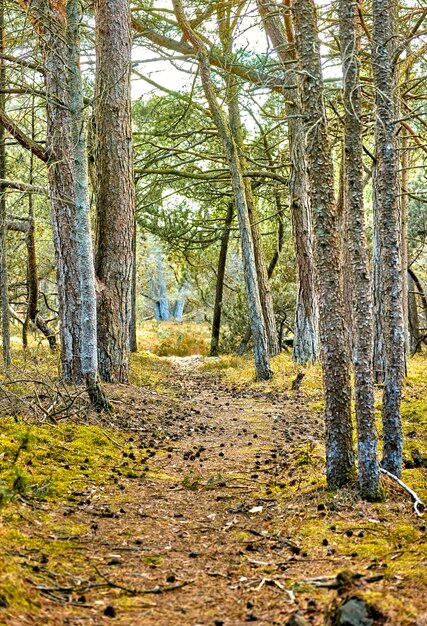 Geheimer und mysteriöser Pfad auf dem Land, der zu einem magischen Wald führt, wo Abenteuer auf Sie warten. Ruhige Landschaft mit einem versteckten Pfad, umgeben von Bäumen, Sträuchern und Gras in Dänemark im Frühling