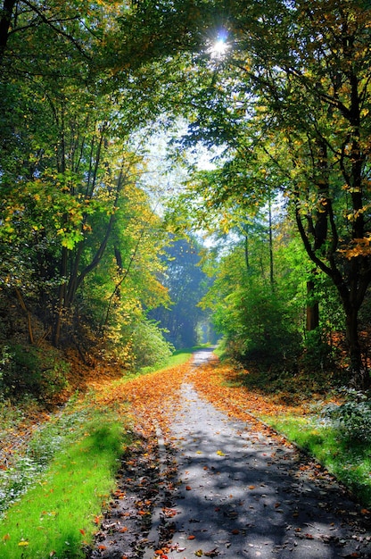 Geheimnisvolle schattige grüne Gasse mit Bäumen im Park in Fulda Hessen Deutschland