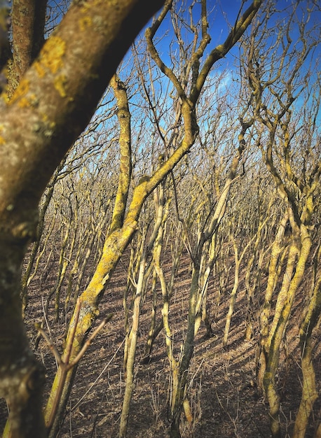 Geheimnisvoller Wald