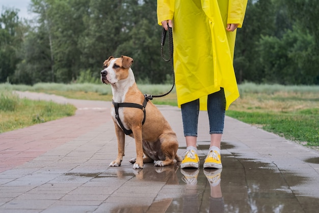 Foto gehen des hundes im gelben regenmantel am regnerischen tag. weibliche person und staffordshire terrier hund an der leine stehen auf pflaster mit pfützen im stadtpark bei schlechtem wetter