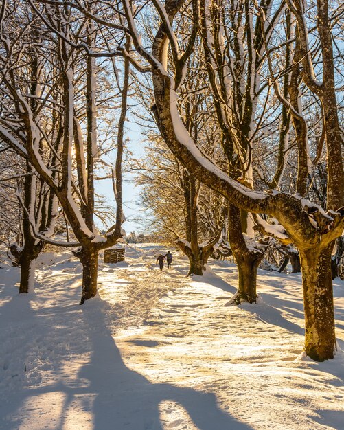 Gehen in Richtung des Oianleku Naturparks bei Sonnenaufgang, schneebedeckter Buchenwald in der Stadt Oiartzun in Penas de Aya, Gipuzkoa. Baskenland