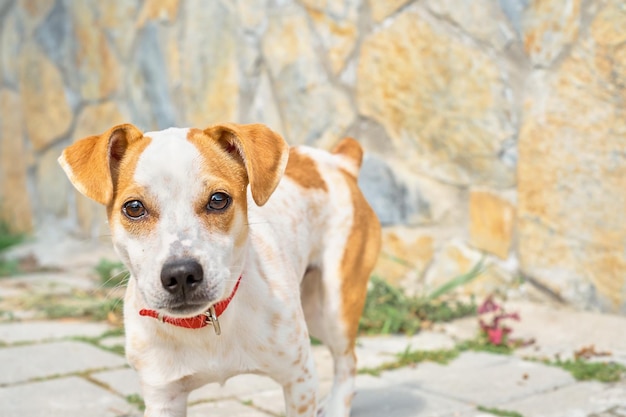 Gehen mit einem Hund auf der Straße eine Nahaufnahme eines Haustieres ein Welpe schaut neugierig auf die Kamera und kümmert sich um Haus- und Straßentiere