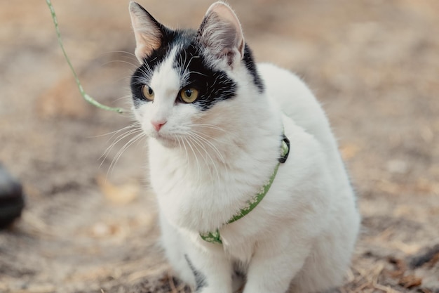 Gehen mit schwarz-weißer Katze im Park. Junge süße Katze mit Leine. Haustiere gehen im Herbst Outdoor-Abenteuer auf Sand. Katze an der Leine in der Natur. Katze mit grünem Geschirr und Leine im Wald