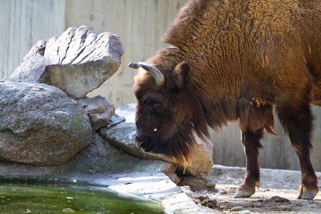 Gehen Sie auf American Bison