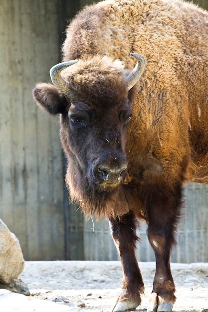 Gehen Sie auf American Bison