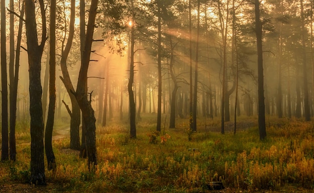 Gehen Sie in den Wald. Morgen. Sonnenstrahlen. Schönheit. Herbst.