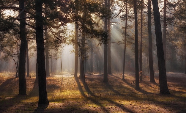 Gehen Sie in den Wald. Morgen. Sonnenstrahlen. Schönheit. Herbst.