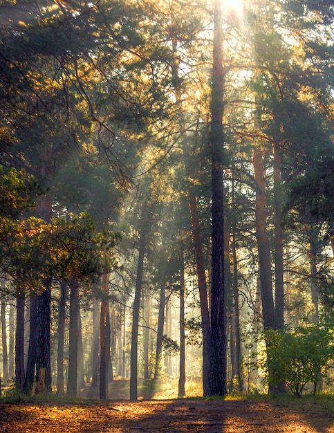 Gehen Sie in den Wald. Sonniger Morgen. Die Lichter einer Sonne