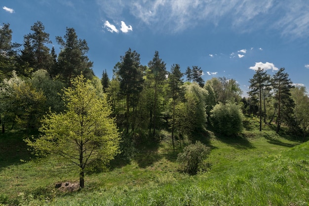 Gehen Sie in der Natur spazieren. Gutes Wetter für Ausflüge ins Freie. Landschaft. Parkzone