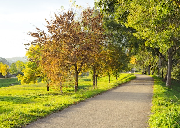 Gehen Sie in einem Park mit Bäumen und Gras. Natur.