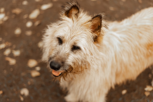 Gehen Sie mit den Hunden spazieren. Hund aus einem Tierheim. Terrier langhaariger Hund für einen Spaziergang im Park. Tierpflege, Tiergesundheit.