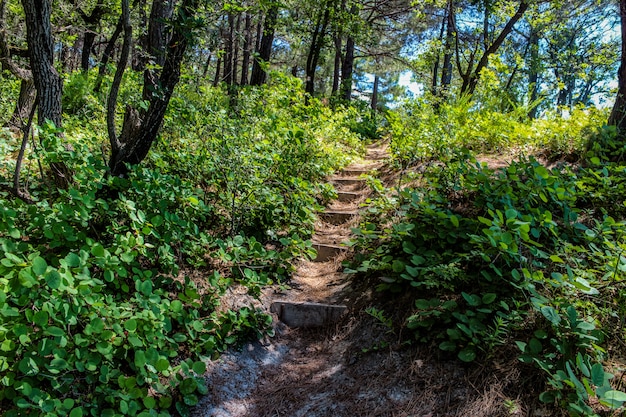 Gehen Sie zum Meer durch den Wald