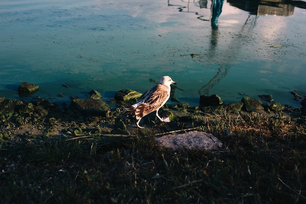 Gehende Möwe am Flussstrand mit Schwimmhäuten, Spiegelung im Wasser und bemoosten Felsen