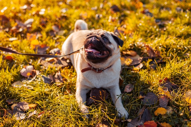 Gehender Pughund des Meisters im Herbstpark