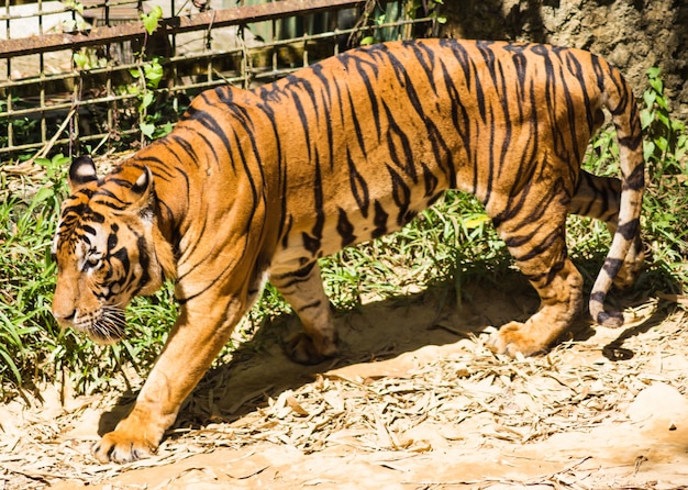 Gehender Tiger in einem Zoo