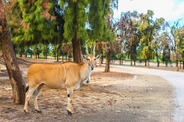 Gehörnte Kudu-Antilope in der Natur, die unter einem Baum steht