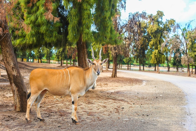 Gehörnte Kudu-Antilope in der Natur, die unter einem Baum steht.