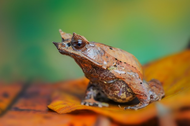 gehörnter Frosch mit weißem Hintergrund