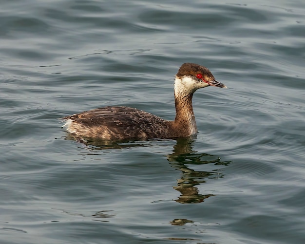 Gehörnter Haubentaucher am Lake Lanier