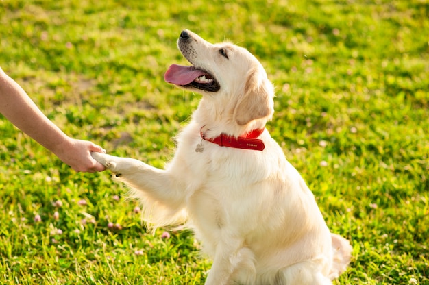 Gehorsamer Golden Retriever-Hund mit seinem Besitzer, der das Pfotenkommando übt