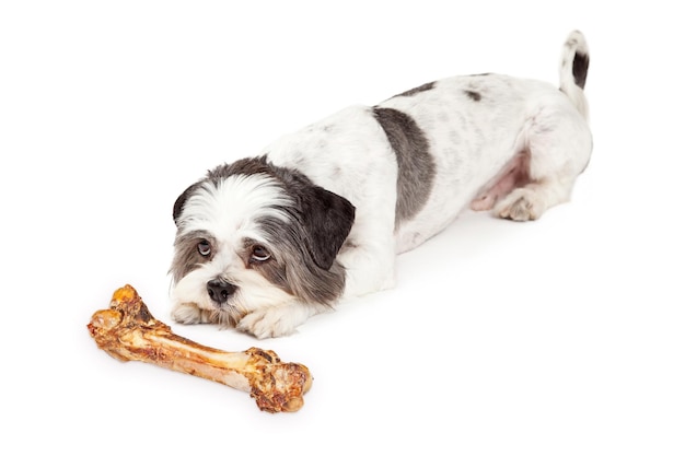 Gehorsamer Hund, der auf Knochen wartet