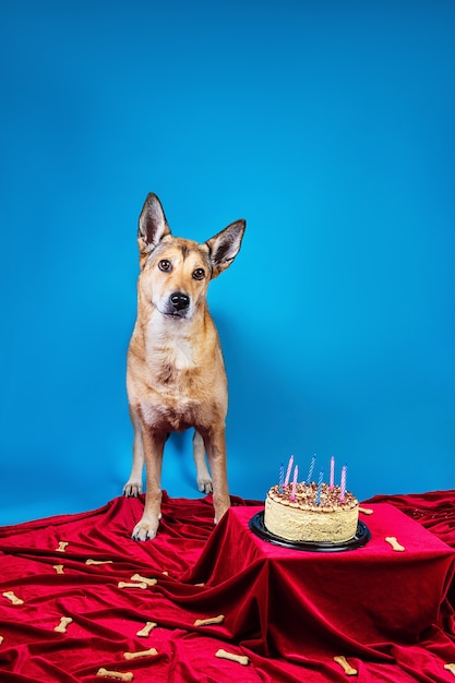 Gehorsamer Hund, der auf rotem Tuch in der Nähe von Geburtstagskuchen mit Kerzen und Knochen vor blauem Hintergrund steht