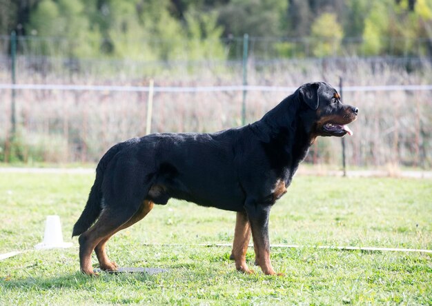 Gehorsamstraining mit einem Rottweiler