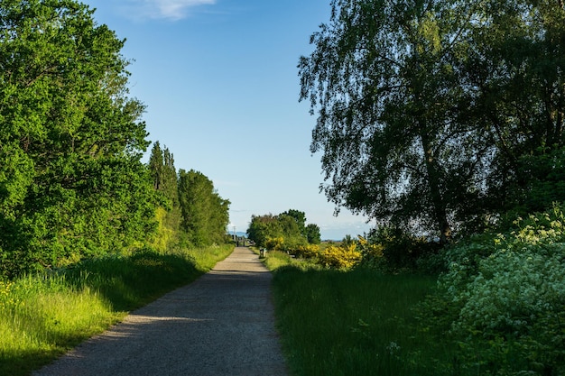 Gehweg an einem sonnigen Frühlingstag im grünen Waldpark