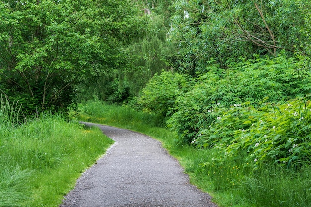 Gehweg an einem sonnigen Frühlingstag im grünen Waldpark