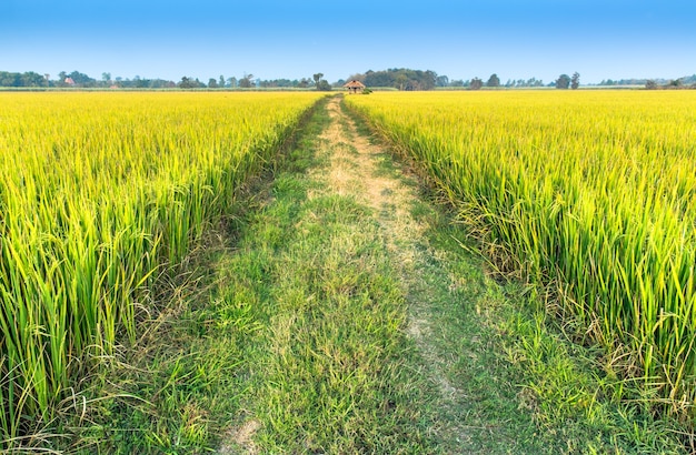 Gehweg auf dem Reisgebiet