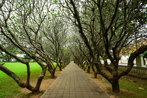 Gehweg Baum Tunnel.