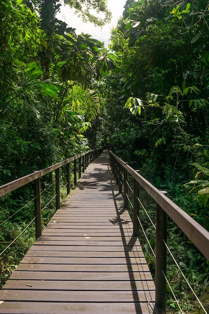 Gehweg durch die Natur