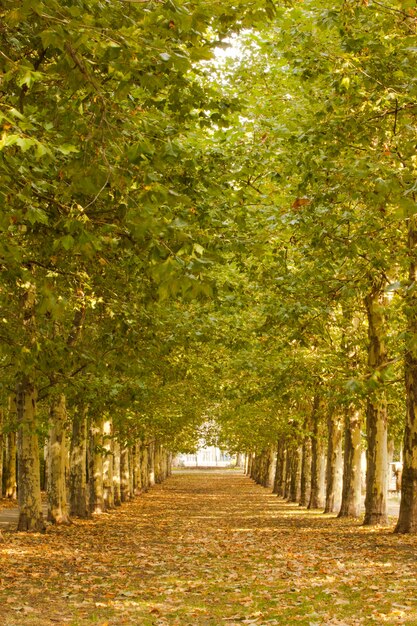 Gehweg entlang gesäumten Bäumen im Park