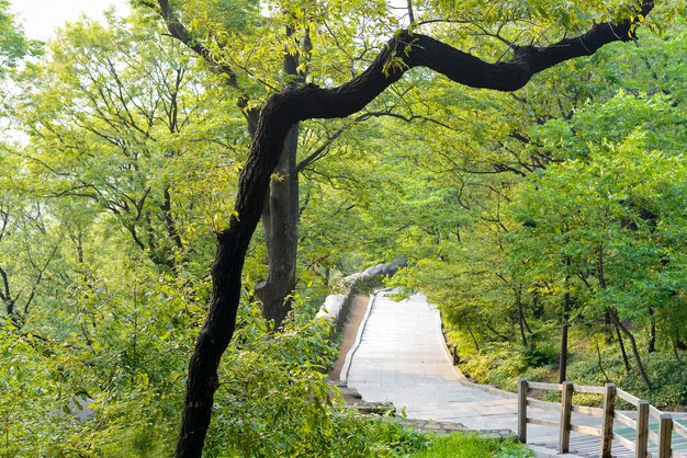 Foto gehweg im park