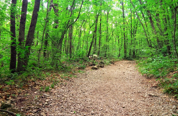 Gehweg im Wald. Schöne Landschaft