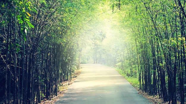 Gehweg-Weg mit grünen Bäumen im Wald