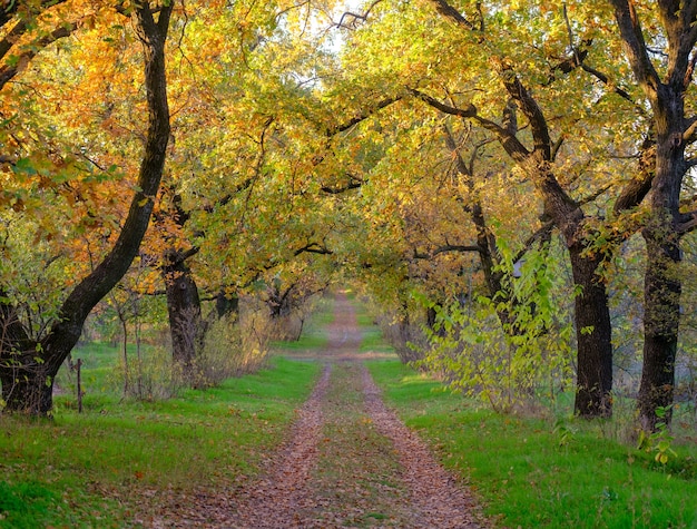 Gehweg-Weg-Weg mit Herbsteichen im Wald Herbst-Herbst-Szene Schöner herbstlicher Parkweg