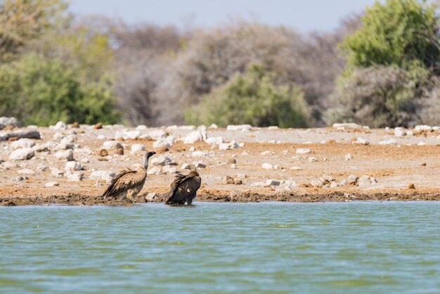 Geier am Wasserloch, Nationalpark Etosha, Reisesafari in Namibia, Afrika.